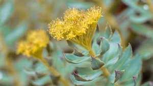 Rosenwurz &ndash; der nat&uuml;rliche Stresskiller