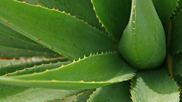 Sch&ouml;n und gesund mit Aloe vera