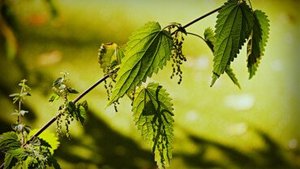 Brennnessel &ndash; das k&ouml;stliche Heilkraut