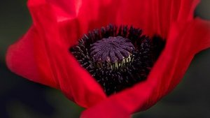 Mohn: kleine K&ouml;rner, grosser Geschmack