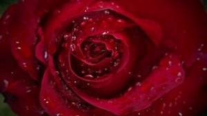 Rosenwasser &ndash; das gesunde Bl&uuml;tenwasser