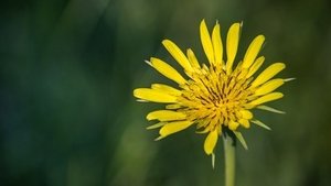 Schwarzwurzel