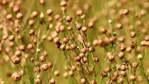 Lein&ouml;l &ndash; die Omega-3-Quelle