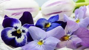 Essbare Bl&uuml;ten