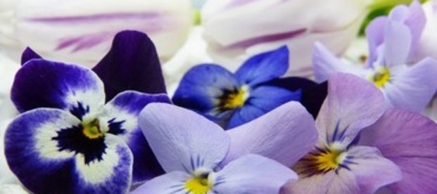 Essbare Bl&uuml;ten