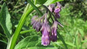 Heilpflanze: Beinwell Heilpflanze: Beinwell