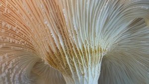 Igelstachelbart: Der Pilz f&uuml;r die Gesundheit