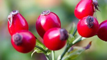 Hagebutte &ndash; die gesunde Winterfrucht
