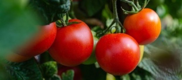 Tomaten gegen Krebs
