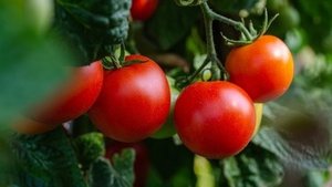 Tomaten gegen Krebs