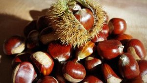 Herbstzeit ist Kastanienzeit