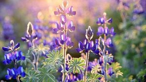 Wie gesund sind Lupinen?