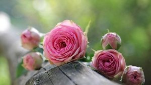 Rosen sind gesund Rosen sind gesund