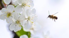 Was tun bei juckendem Bienenstich?