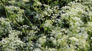 Schafgarbe &ndash; kostbare Natur