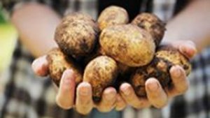 Kartoffel – die gesunde Knolle Kartoffel – die gesunde Knolle