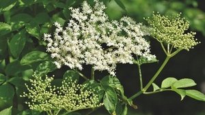 Holunderbl&uuml;ten &ndash; gesund und lecker