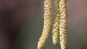 Haselk&auml;tzchen als Lebensmittel