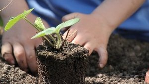 Gesund dank Gartenarbeit