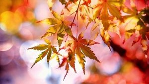 Herbstspazierg&auml;nge