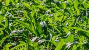 Essbare Wildpflanzen Essbare Wildpflanzen