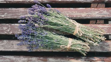 Lavendel &ndash; blaues Wunder