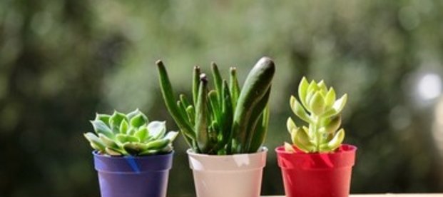 Urban Gardening