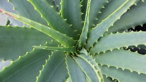 Aloe Vera: Das gr&uuml;ne Wunder