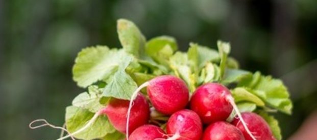 Radieschen &ndash; rot, rund und gesund