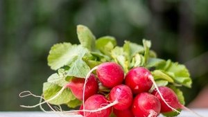 Radieschen &ndash; rot, rund und gesund