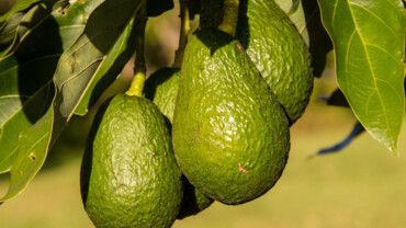 Superfrucht Avocado
