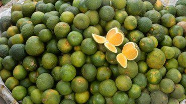 Kalamansi, die Zitrone der Philippinen