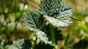 Pimpinelle &ndash; gesundes Gew&uuml;rzkraut