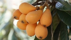 Mispel – die fast vergessene Frucht Mispel – die fast vergessene Frucht