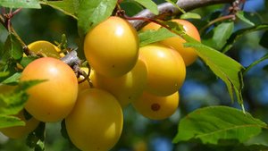 Mirabellen: gelb und gesund Mirabellen: gelb und gesund