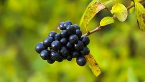 Cascara Cascara