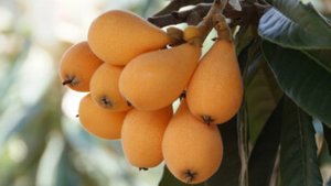 Mispel – die fast vergessene Frucht Mispel – die fast vergessene Frucht