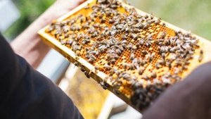 Propolis &ndash; das wertvolle Bienenerzeugnis