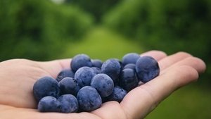 Blaubeeren &ndash; rund und gesund