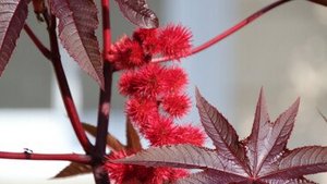 Lange Wimpern dank Rizinus&ouml;l