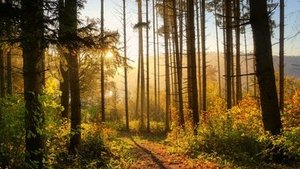 Waldbaden