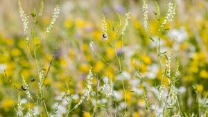 Der Steinklee Der Steinklee