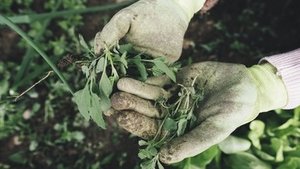 Gesund dank Gartenarbeit