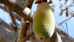 Baobab &ndash; das Superfood aus Afrika