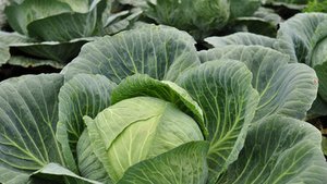 Mit Sauerkraut gesund durch den Winter