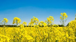 Raps&ouml;l &ndash; das Pflanzen&ouml;l