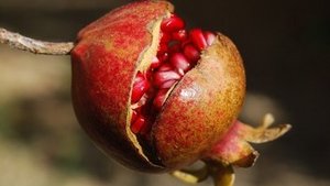 Gesunder Granatapfel