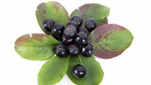 Acai Beeren – klein, rund und gesund Acai Beeren – klein, rund und gesund