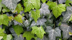 Efeu – heilsam bis giftig Efeu – heilsam bis giftig