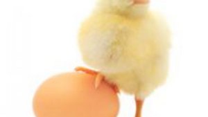 Eiweiss am Abend Eiweiss am Abend